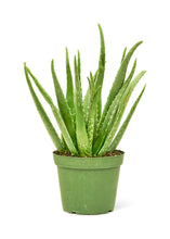 Load image into Gallery viewer, Aloe Vera, Medium
