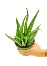 Load image into Gallery viewer, Aloe Vera, Medium
