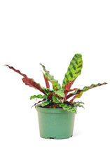 Load image into Gallery viewer, Calathea &#39;Rattlesnake&#39;, Medium
