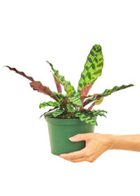 Load image into Gallery viewer, Calathea &#39;Rattlesnake&#39;, Medium
