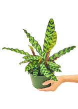 Load image into Gallery viewer, Calathea &#39;Rattlesnake&#39;, Medium
