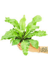 Load image into Gallery viewer, Bird&#39;s Nest Fern, Medium
