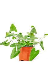 Load image into Gallery viewer, Heartleaf Fern, Medium
