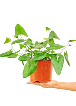 Load image into Gallery viewer, Heartleaf Fern, Medium
