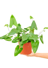Load image into Gallery viewer, Heartleaf Fern, Medium
