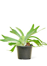 Load image into Gallery viewer, Staghorn Fern, Medium
