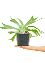 Load image into Gallery viewer, Staghorn Fern, Medium
