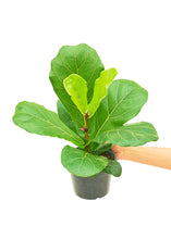 Load image into Gallery viewer, Fiddle Leaf Fig, Medium
