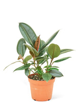 Load image into Gallery viewer, Rubber Tree &#39;Burgundy&#39;, Medium
