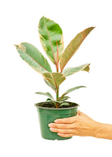 Load image into Gallery viewer, Ficus &#39;Tineke&#39;, Medium
