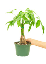Load image into Gallery viewer, Braided Money Tree, Medium
