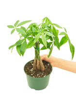 Load image into Gallery viewer, Braided Money Tree, Medium
