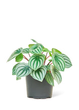 Load image into Gallery viewer, Watermelon Peperomia, Medium
