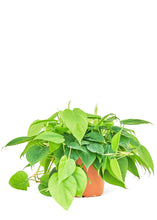 Load image into Gallery viewer, Sweetheart Philodendron, Medium
