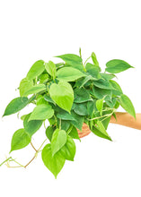 Load image into Gallery viewer, Sweetheart Philodendron, Medium
