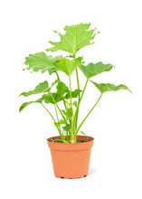 Load image into Gallery viewer, Philodendron &#39;Little Hope&#39;, Medium
