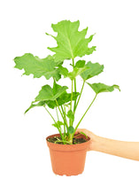 Load image into Gallery viewer, Philodendron &#39;Little Hope&#39;, Medium
