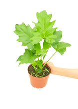 Load image into Gallery viewer, Philodendron &#39;Little Hope&#39;, Medium
