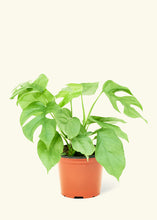 Load image into Gallery viewer, Mini Monstera, Medium
