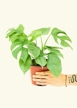 Load image into Gallery viewer, Mini Monstera, Medium
