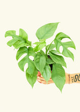Load image into Gallery viewer, Mini Monstera, Medium

