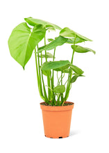Load image into Gallery viewer, Monstera Swiss Cheese Plant, Medium
