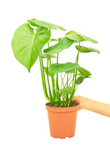 Load image into Gallery viewer, Monstera Swiss Cheese Plant, Medium
