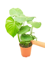 Load image into Gallery viewer, Monstera Swiss Cheese Plant, Medium
