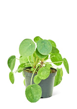 Load image into Gallery viewer, Chinese Money Plant, Medium
