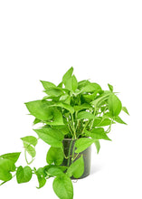 Load image into Gallery viewer, Pothos &#39;Jade&#39;, Medium
