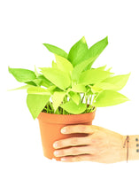 Load image into Gallery viewer, Neon Pothos, Medium
