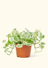 Load image into Gallery viewer, Pothos &#39;Pearls and Jade&#39;, Medium

