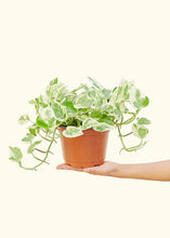 Load image into Gallery viewer, Pothos &#39;Pearls and Jade&#39;, Medium
