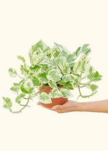 Load image into Gallery viewer, Pothos &#39;Pearls and Jade&#39;, Medium
