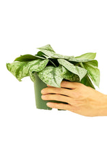 Load image into Gallery viewer, Silver Pothos &#39;Exotica&#39;, Medium
