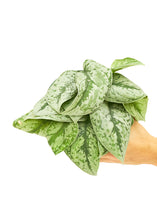 Load image into Gallery viewer, Silver Pothos &#39;Exotica&#39;, Medium
