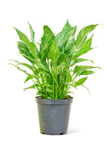 Load image into Gallery viewer, Variegated Peace Lily, Medium
