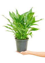 Load image into Gallery viewer, Variegated Peace Lily, Medium
