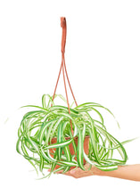 Load image into Gallery viewer, Spider Plant &#39;Bonnie&#39;, Medium

