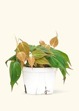 Load image into Gallery viewer, Velvet Leaf Philodendron, Medium
