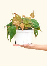 Load image into Gallery viewer, Velvet Leaf Philodendron, Medium
