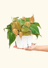 Load image into Gallery viewer, Velvet Leaf Philodendron, Medium

