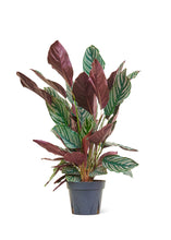 Load image into Gallery viewer, Calathea &#39;Pinstripe&#39;, Large
