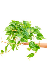 Load image into Gallery viewer, Philodendron &#39;Brazil&#39;, Large
