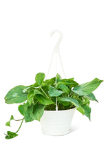 Load image into Gallery viewer, Golden Pothos, Large
