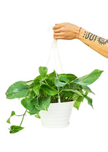 Load image into Gallery viewer, Golden Pothos, Large
