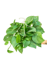 Load image into Gallery viewer, Golden Pothos, Large
