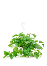 Load image into Gallery viewer, Pothos &#39;Jade&#39;, Large
