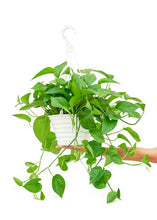 Load image into Gallery viewer, Pothos &#39;Jade&#39;, Large

