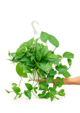 Load image into Gallery viewer, Pothos &#39;Jade&#39;, Large
